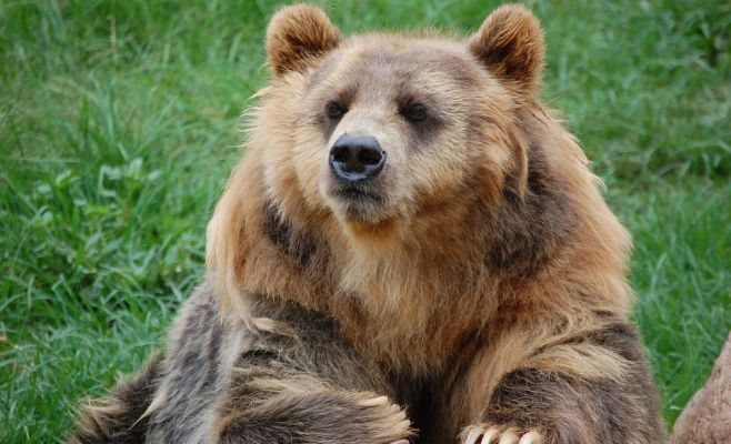 Пьяного чеха покусал медведь