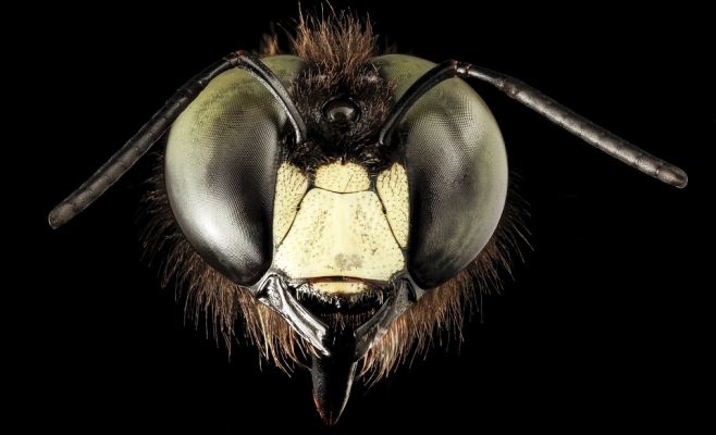 Неудачный день: чех разбил Porsche, пострадал от нападения шмелей и получил штраф