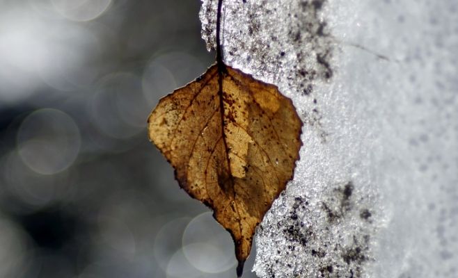 В Чехии ударили первые заморозки