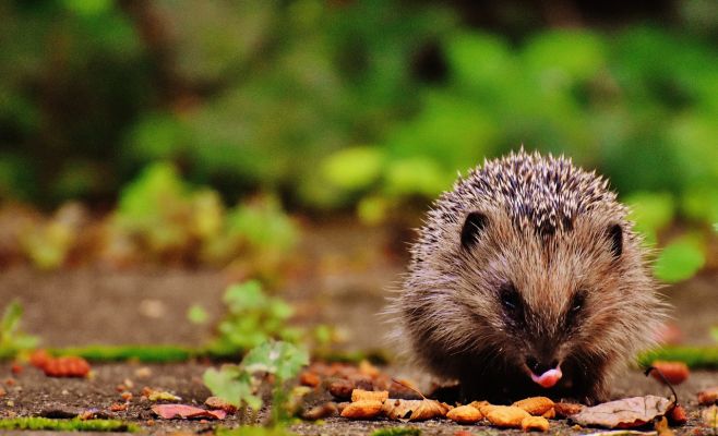 Станция спасения диких животных в Праге: кто помогает раненым зверям и птицам