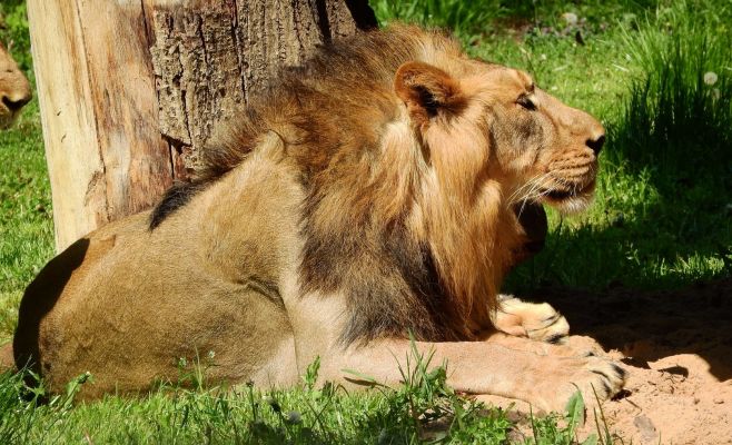 Женщина упала с обзорной башни в Пражском зоопарке