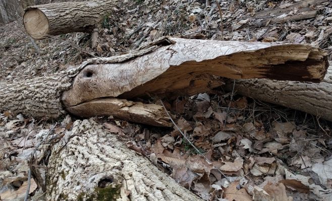 Число жертв урагана в Чехии возросло до 4 человек