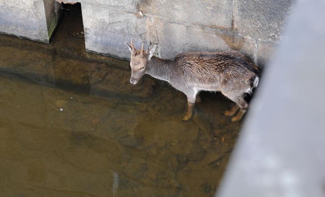 Фото: Спасатели из Влтавы в центре Праги достали лань