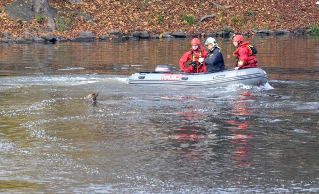Фото: Спасатели из Влтавы в центре Праги достали лань