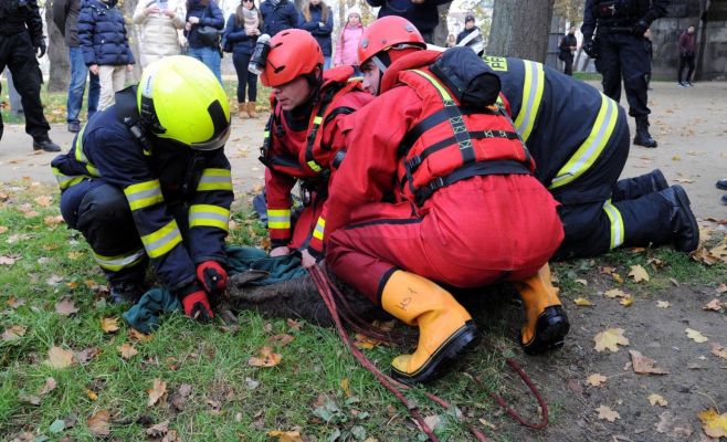 Фото: Спасатели из Влтавы в центре Праги достали лань