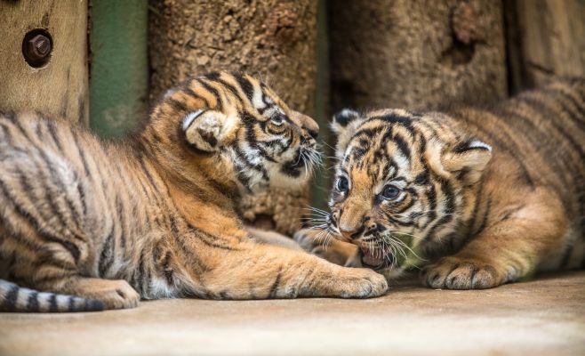 Пражский зоопарк показал новорожденных малайских тигрят