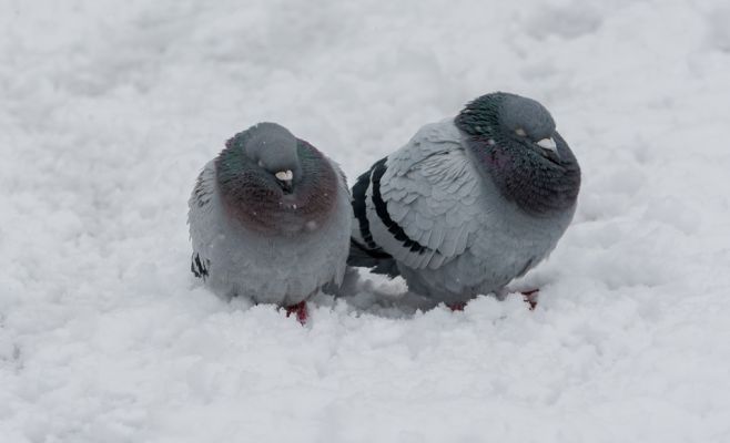 В выходные в Чехии ожидаются снегопады, выпадет до 20 см снега