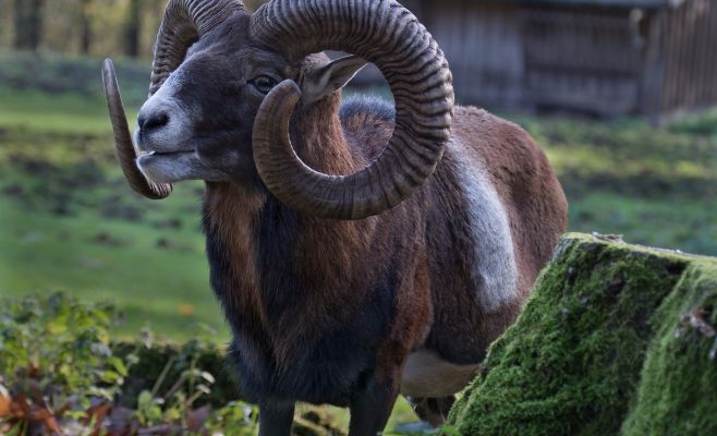 Дикий баран стал причиной ДТП в Праге