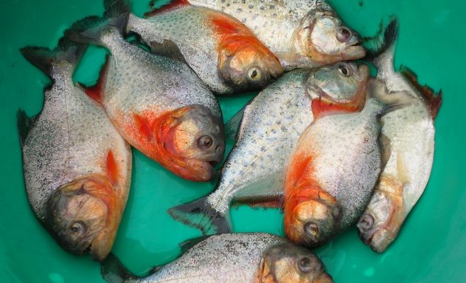 В Среднечешском крае украли целый пруд рыбы