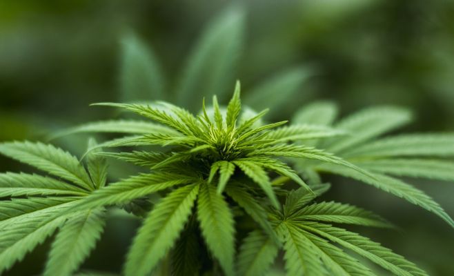 Бабушка во Вратимове перепутала майоран с марихуаной и отравила всю семью