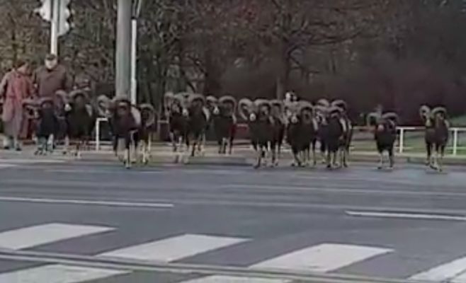 В Праге «воспитанные» бараны переходят дорогу на зелёный свет светофора. Видео 
