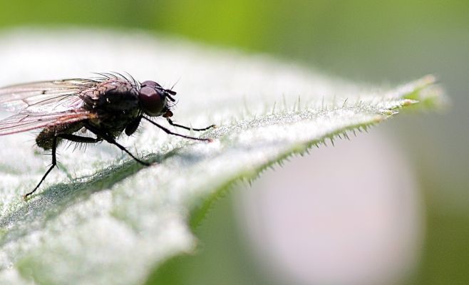 Чех позвонил в полицию и сообщил о «жестоком» убийстве. Оказалось, он убил двух мух одним ударом