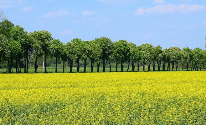 Установлена причина появления желтой пыльцы в Чехии