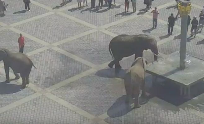 Видео: слоны разгуливают по центру города