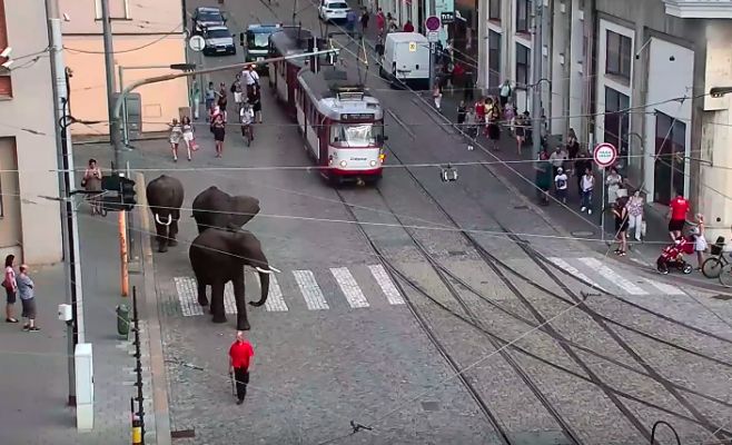 Слоны разгуливали по центру города. Видео 