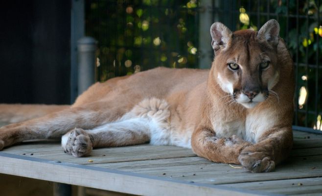 Пуму, которой удалось сбежать из зоопарка — поймали