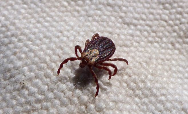 Клещи уже в городе, их можно принести из парка и даже из детского сада