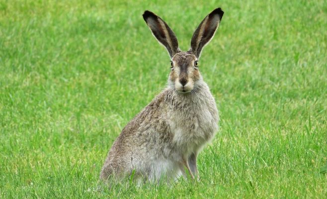 Зайцы в Ческой Липе болеют туляремией, есть угроза инфицирования людей