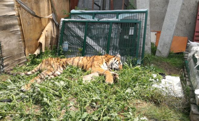 В Чехии из зоопарка сбежали два тигра и лев
