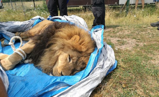 В Чехии из зоопарка сбежали два тигра и лев