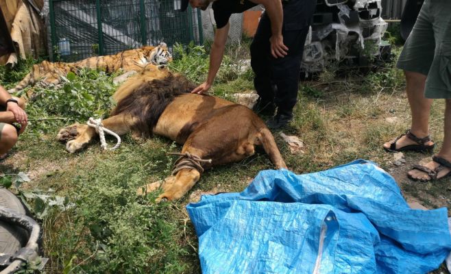 В Чехии из зоопарка сбежали два тигра и лев