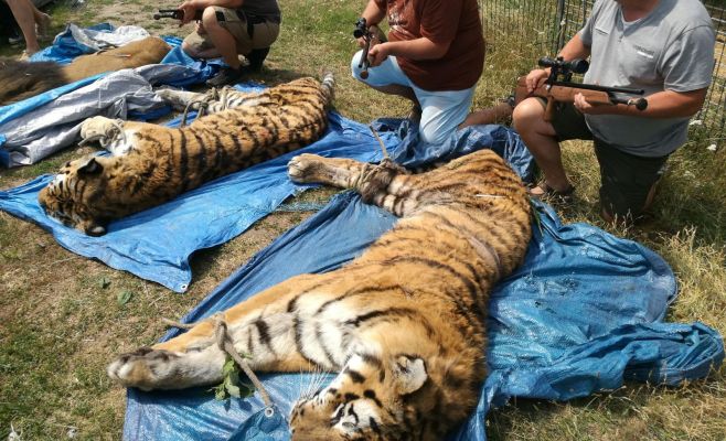 В Чехии из зоопарка сбежали два тигра и лев