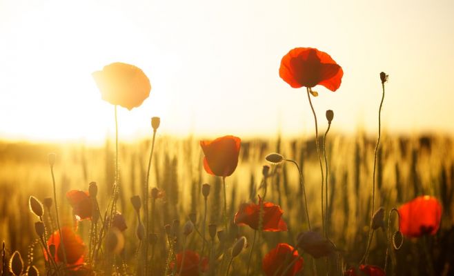 В Чехию идёт 38-градусная жара, предупреждает гидрометцентр