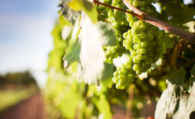 Тропический климат способствует развитию виноделия в Чехии