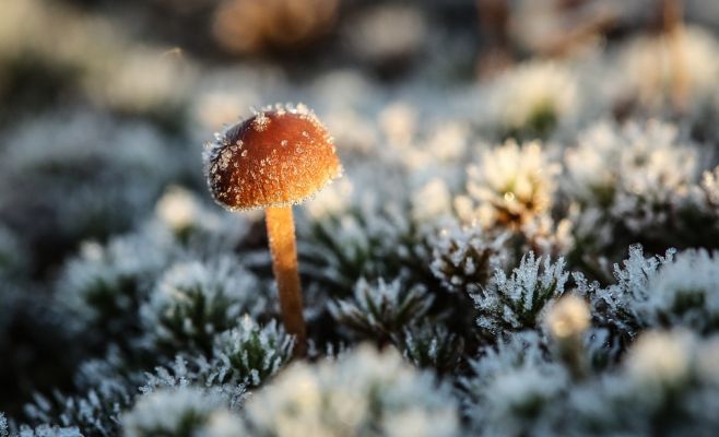 В Чехии зафиксированы заморозки до -8,5 градуса