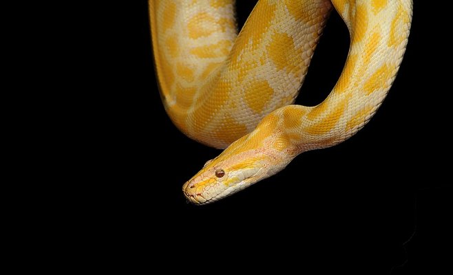 Фото с питоном на шее за 200 крон: властям не удаётся приструнить незаконный бизнес