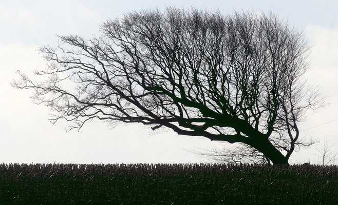 Из-за сильного ветра в Чехии тысячи семей остались без электричества 