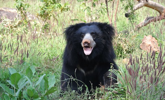 В пражском зоопарке не будет панд