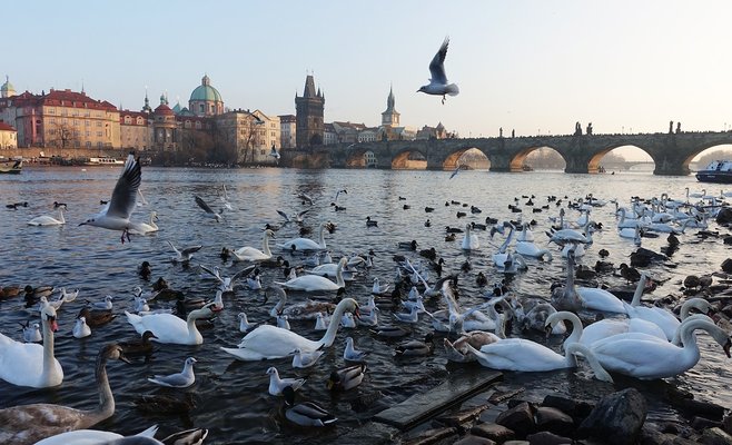 Экологи предупреждают — выпечка может быть опасной для диких животных и птиц