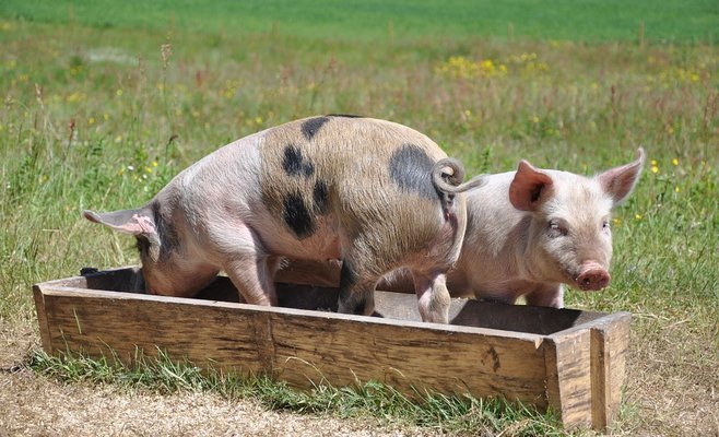 С Чехии сняли ограничения на импорт и экспорт свинины.