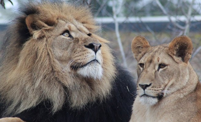 Смерть заводчика львов: У следствия возникли сомнения в несчастном случае