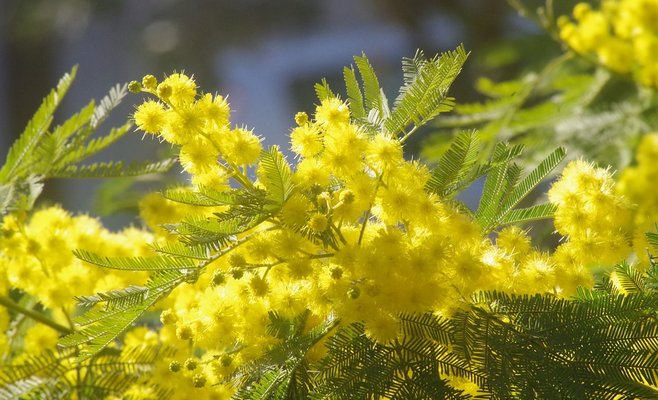 8 марта в Чехии