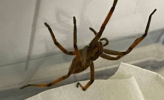 Гигантский паук приехал в Прагу из Коста-Рики