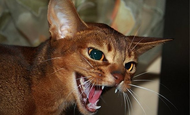 В Чехии кошка терроризировала свою хозяйку