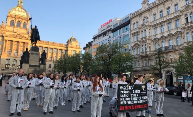 Пражская общественность выступила в защиту птиц