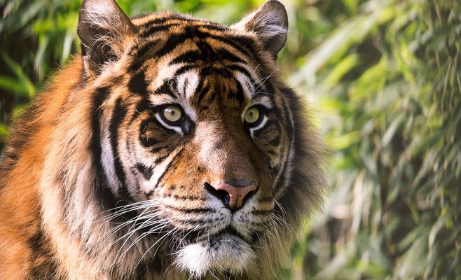 В Чехии процветает черный рынок тигров