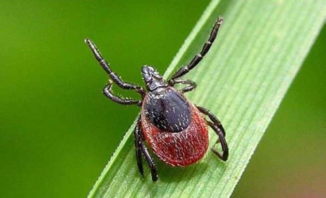 Вспышка клещевого энцефалита в Чехии: самое большое количество заболеваний за последние 7 лет