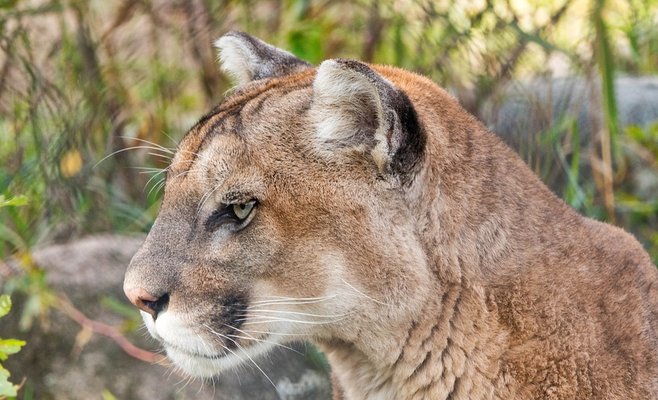 Полиция никак не может поймать пуму в районе Йиндржихув Градец