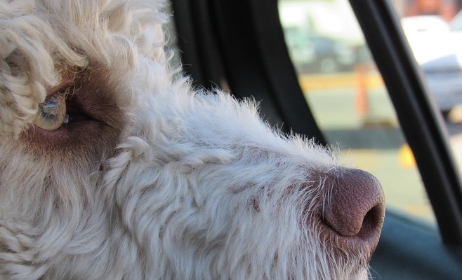 Полиция предупреждает: не оставляйте своих питомцев в машине на жаре