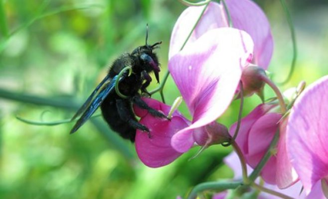 В Пражском парке появилась гигантская пчела