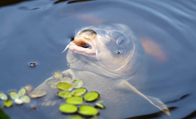 Вирус герпеса уничтожает рыбу в прудах Пардубице
