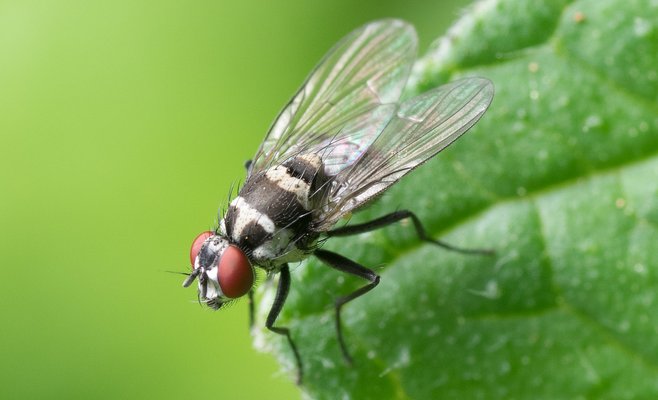 В Остраве борются с мухами