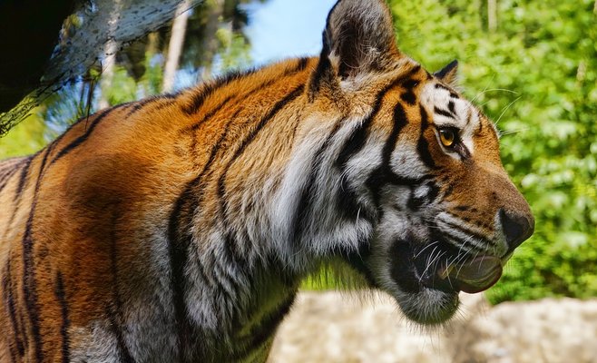 Международный день тигров в Пражском зоопарке