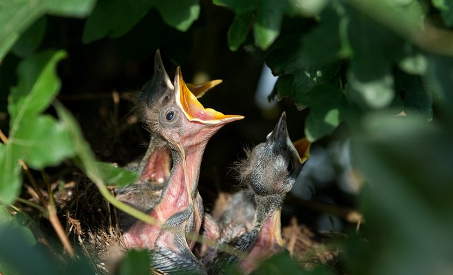 Ученые выяснили, что животные медленно реагируют на изменение климата, что чревато вымиранием некоторых видов