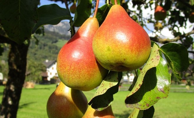 Насекомое, устойчивое к инсектицидам, уничтожает грушевые сады