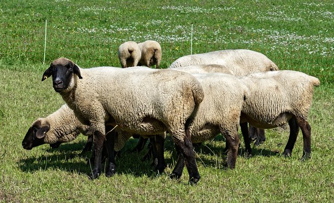 Жителей Праги приглашают на пастбище